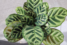 Load image into Gallery viewer, Calathea Makoyana