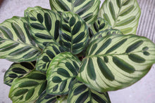 Load image into Gallery viewer, Calathea Makoyana