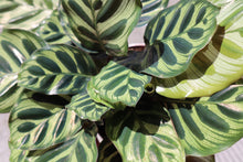 Load image into Gallery viewer, Calathea Makoyana