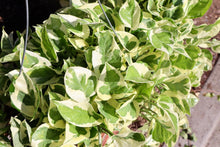 Load image into Gallery viewer, Pothos N'joy