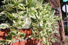 Load image into Gallery viewer, Pothos N'joy