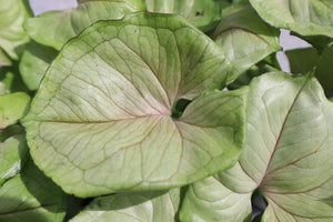 4in Arrowhead Vine (Syngonium)