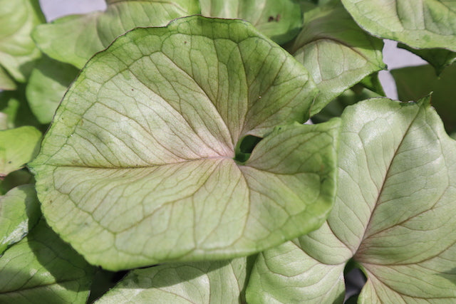 4in Arrowhead Vine (Syngonium)