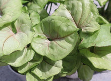 Load image into Gallery viewer, 4in Arrowhead Vine (Syngonium)

