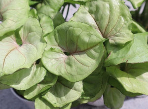 4in Arrowhead Vine (Syngonium)