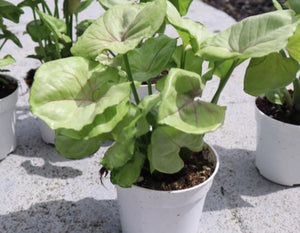 4in Arrowhead Vine (Syngonium)
